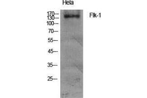 Western Blot (WB) analysis of specific cells using Flk-1 Polyclonal Antibody. (VEGFR2/CD309 anticorps  (Ser7))