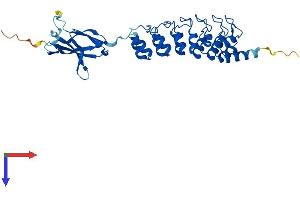 AlphaFold protein structure predicition of Human Recombinant FANK1 Protein, UniprotID Q8TC84