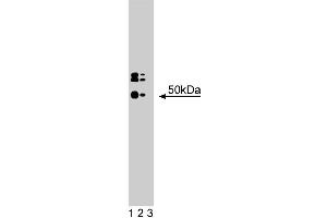 Western blot analysis of HDAC3 on a human endothelial cell lysate. (HDAC3 anticorps  (AA 309-425))