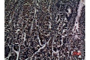 Immunohistochemistry (IHC) analysis of paraffin-embedded Human Stomach, antibody was diluted at 1:100.