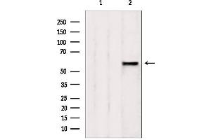 Western blot analysis of extracts from rat spleen, using AHCYL1 antibody. (AHCYL1 anticorps  (N-Term))
