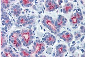 Human Breast (formalin-fixed, paraffin-embedded) stained with MUC1 antibody ABIN337385 at 10 ug/ml followed by biotinylated goat anti-rabbit IgG secondary antibody ABIN481713, alkaline phosphatase-streptavidin and chromogen. (MUC1 anticorps  (C-Term))