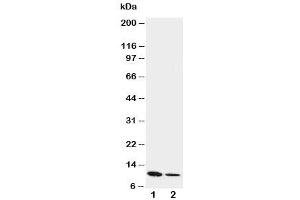 Western blot testing of Resistin antibody and Lane 1:  recombinant mouse protein 10ng (Resistin anticorps  (C-Term))