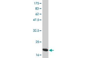 Western Blot detection against Immunogen (21 KDa) .