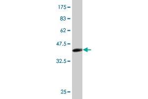 Western Blot detection against Immunogen (33. (SLUG anticorps  (AA 97-169))