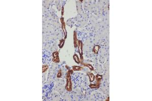 Anti-Kallikrein 1 antibody, IHC(P) IHC(P): Mouse Kidney Tissue