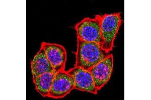 Immunofluorescence (IF) image for anti-Mitogen-Activated Protein Kinase 14 (MAPK14) antibody (ABIN3003280) (MAPK14 anticorps)