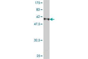 Western Blot detection against Immunogen (57.