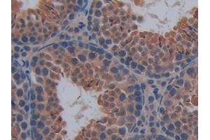 Detection of CASP12 in Mouse Testis Tissue using Polyclonal Antibody to Caspase 12 (CASP12)