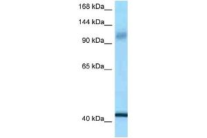 WB Suggested Anti-IARS2 Antibody Titration: 1. (IARS2 anticorps  (C-Term))