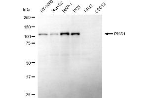 anti-PMS1 Postmeiotic Segregation Increased 1 (S. Cerevisiae) (PMS1) antibody