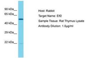 Image no. 1 for anti-E74-Like Factor 2 (Ets Domain Transcription Factor) (ELF2) (AA 151-200) antibody (ABIN6750396) (ELF2 anticorps  (AA 151-200))