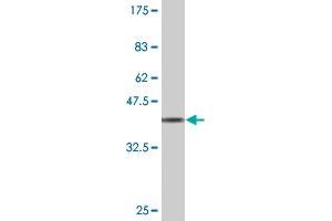 Western Blot detection against Immunogen (39.