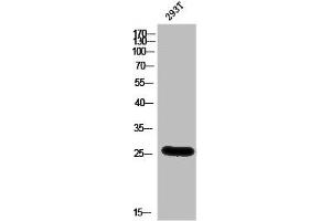 Western Blot analysis of 293T cells using BSX Polyclonal Antibody (BSX anticorps  (C-Term))