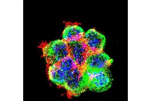 Confocal immunofluorescent analysis of CTNNB1 Antibody (C-term) with 293 cell followed by Alexa Fluor 488-conjugated goat anti-rabbit lgG (green).