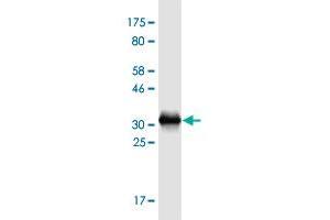 Western Blot detection against Immunogen (31. (TMSB15A anticorps  (AA 1-45))