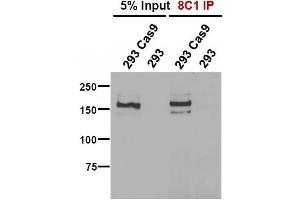 anti-CRISPR-Cas9 antibody