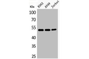 Western Blot analysis of K562A549Jurkat cells using Acetyl-Tubulin α (K352) Polyclonal Antibody (TUBA1A anticorps  (acLys352))