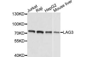 Western blot analysis of extracts of various cell lines, using LAG3 antibody (ABIN5975779) at 1/1000 dilution. (LAG3 anticorps)