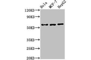 Western Blot Positive WB detected in: Hela whole cell lysate, MCF-7 whole cell lysate, HepG2 whole cell lysate All lanes: CHRNB1 antibody at 3 μg/mL Secondary Goat polyclonal to rabbit IgG at 1/50000 dilution Predicted band size: 57, 50 kDa Observed band size: 57 kDa (CHRNB1 anticorps  (AA 24-244))