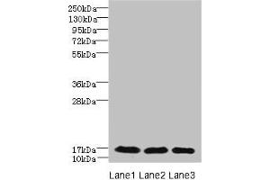 Western blot All lanes: C3orf18 antibody at 1. (C3orf18 anticorps  (AA 83-162))