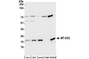 Western Blotting (WB) image for anti-Cytochrome C Oxidase Subunit II (COX2) (AA 125-175) antibody (ABIN7450463)