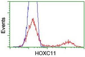 HEK293T cells transfected with either RC201475 overexpress plasmid (Red) or empty vector control plasmid (Blue) were immunostained by anti-HOXC11 antibody (ABIN2454342), and then analyzed by flow cytometry. (HOXC11 anticorps  (AA 1-304))