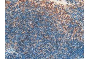 IHC-P analysis of Mouse Spleen Tissue, with DAB staining. (APOH anticorps  (AA 21-345))