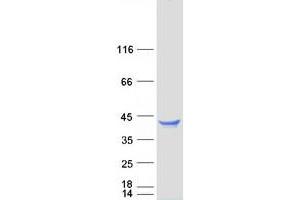 Validation with Western Blot