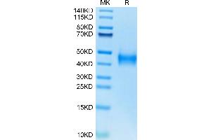 Human Coagulation Factor III on Tris-Bis PAGE under reduced condition.