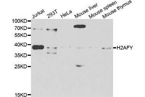 Western blot analysis of extracts of various cell lines, using H2AFY antibody. (H2AFY anticorps)