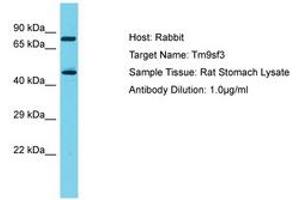 Image no. 1 for anti-Transmembrane 9 Superfamily Member 3 (TM9SF3) (AA 187-236) antibody (ABIN6750318) (TM9SF3 anticorps  (AA 187-236))