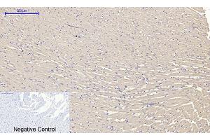Immunohistochemical analysis of paraffin-embedded rat heart tissue. (RANKL anticorps  (AA 10-90))