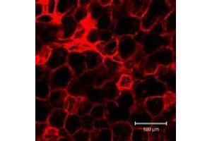 Immunofluorescence (IF) image for anti-Podoplanin (PDPN) antibody (ABIN1449217)