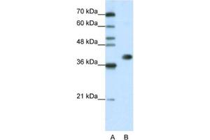 Western Blotting (WB) image for anti-Heterogeneous Nuclear Ribonucleoprotein A3 (HNRNPA3) antibody (ABIN2462362) (HNRNPA3 anticorps)