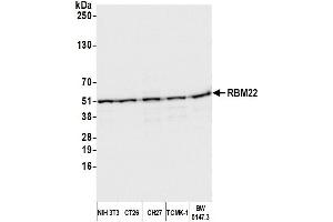 anti-RNA Binding Motif Protein 22 (RBM22) (AA 175-225) antibody
