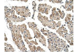 CLCC1 antibody was used for immunohistochemistry at a concentration of 4-8 ug/ml to stain Skeletal muscle cells (arrows) in Human Muscle. (CLCC1 anticorps  (N-Term))