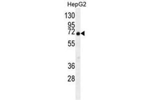 C9JLR9 Antibody (C-term) western blot analysis in HepG2 cell line lysates (35µg/lane). (C11orf95 anticorps  (C-Term))