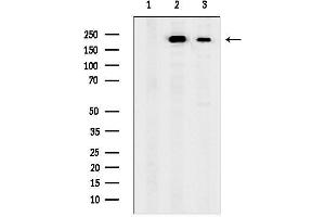 Western blot analysis of lysates from various samples, using Nav1.