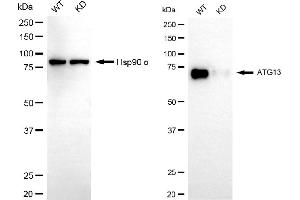 Western blotting analysis using ATG13 antibody (ABIN7797708).
