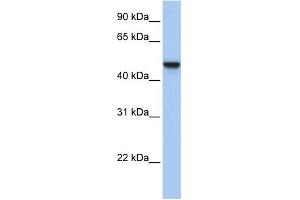 WB Suggested Anti-C20orf3 Antibody Titration:  0.