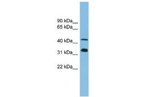 WB Suggested Anti-GORASP1 Antibody Titration: 0. (GORASP1 anticorps  (N-Term))