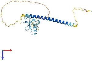 AlphaFold protein structure predicition of Mouse Recombinant Thap1 Protein, UniprotID Q8CHW1