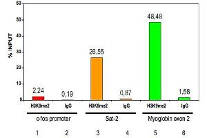 ChIP results obtained with the Histone H3 (K9me2) polyclonal antibody . (Histone 3 anticorps  (H3K9me2))