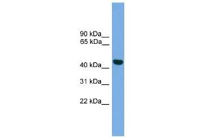 WB Suggested Anti-BRF2 Antibody Titration:  0. (BRF2 anticorps  (Middle Region))