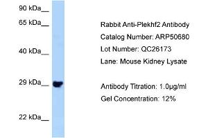 WB Suggested Anti-Plekhf2 Antibody   Titration: 1.