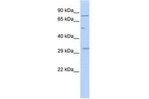 Image no. 1 for anti-A Kinase (PRKA) Anchor Protein 7 (AKAP7) (AA 113-162) antibody (ABIN6742719) (AKAP7 anticorps  (AA 113-162))