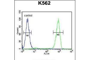 Flow cytometric analysis of K562 cells (right histogram) compared to a negative control cell (left histogram). (OC90 anticorps  (AA 223-252))