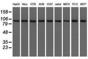 Image no. 7 for anti-Ubiquitin Specific Peptidase 5 (USP5) antibody (ABIN1501693)