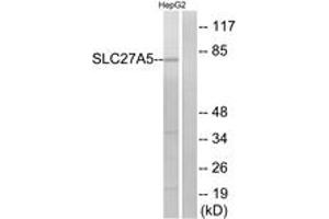 Western Blotting (WB) image for anti-Solute Carrier Family 27 (Fatty Acid Transporter), Member 5 (SLC27A5) (AA 481-530) antibody (ABIN2890164) (SLC27A5 anticorps  (AA 481-530))